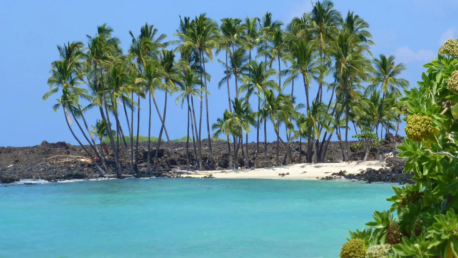 Hawaii – Türkise Lagune mit Kokospalmen auf Lavaküste