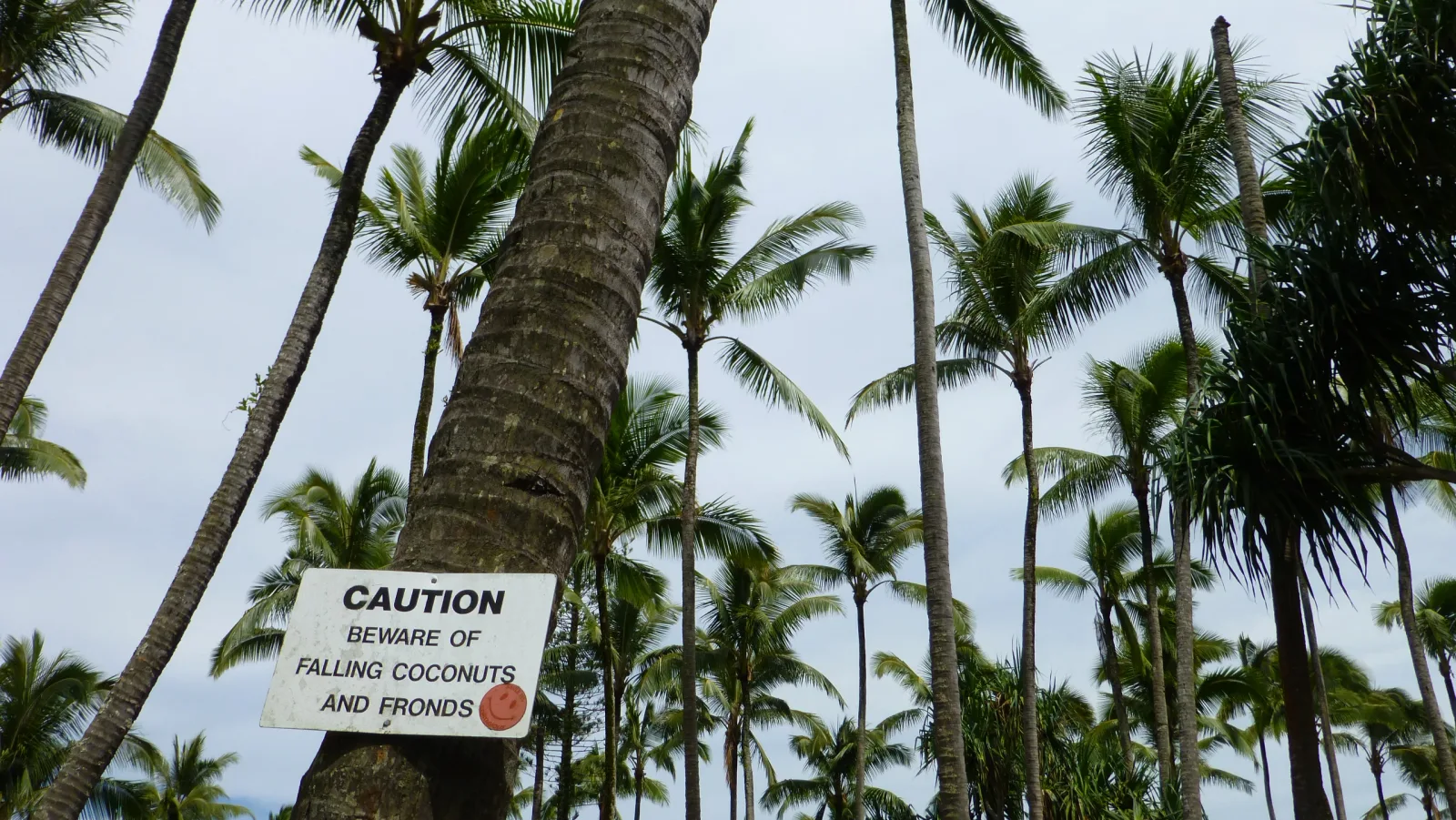 Hawaii – Warnschild vor fallenden Kokosnüssen unter Palmen