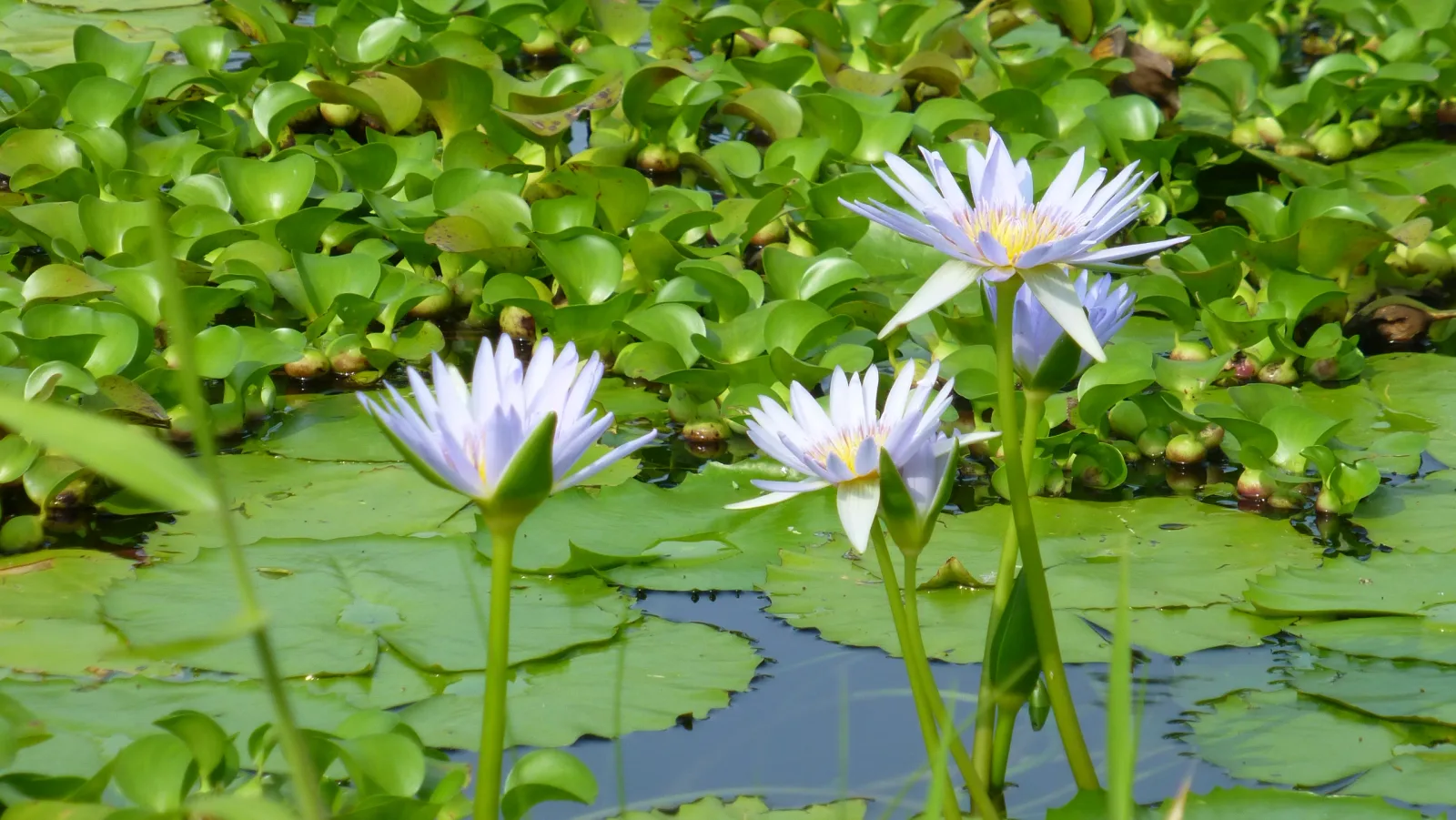 Hawaii – Blaue Seerosen auf einem Teich