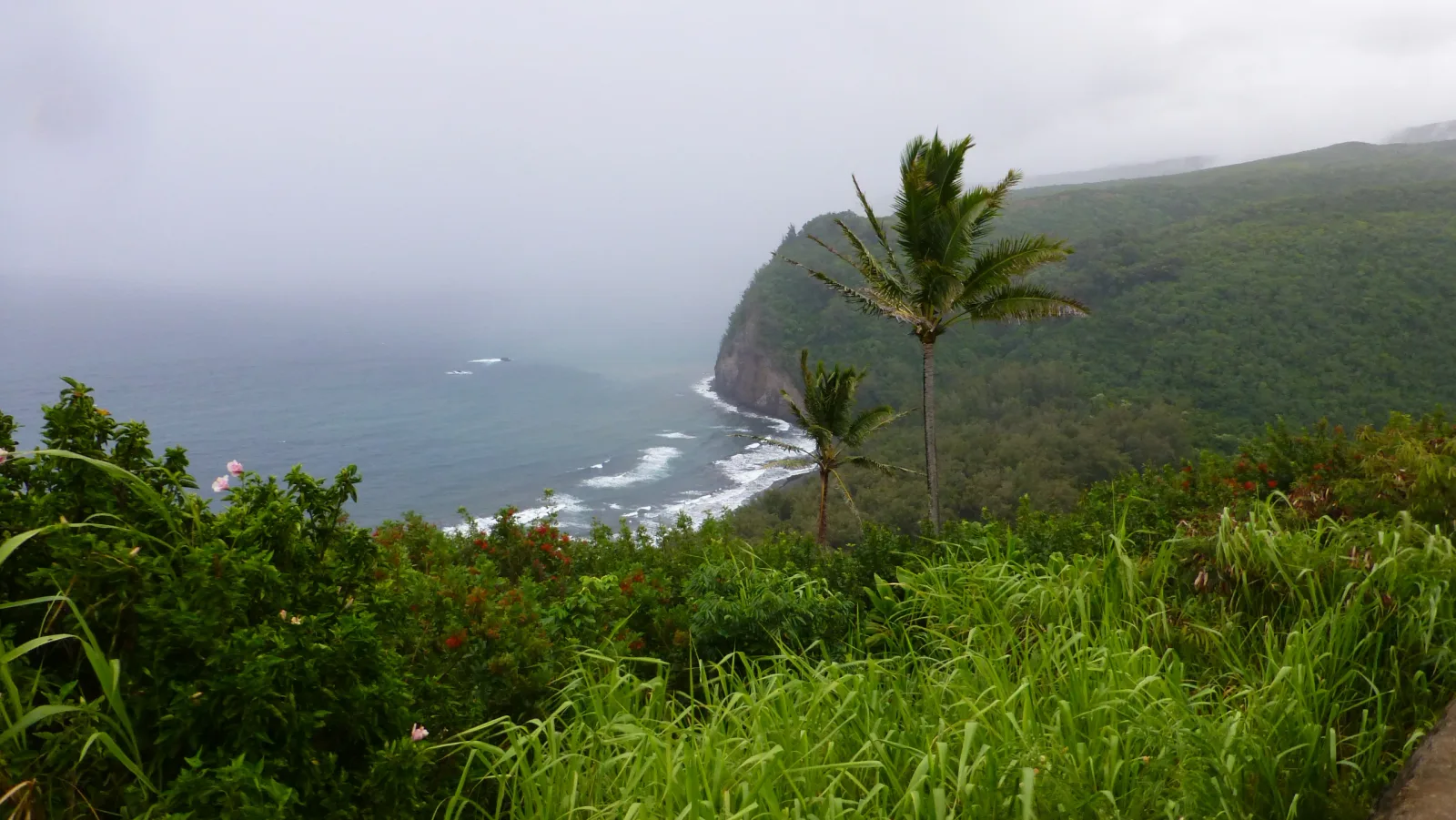 Hawaii – Dramatische Küstenlandschaft mit Palmen im Nebel