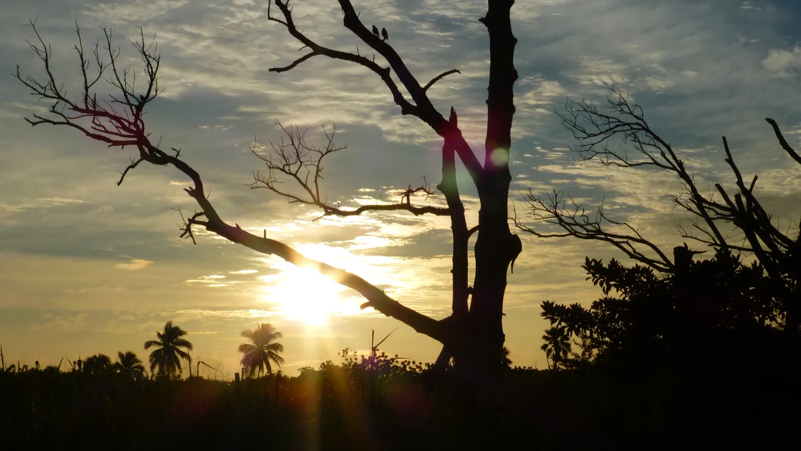 Hawaii – Silhouetten kahler Bäume im goldenen Sonnenuntergang