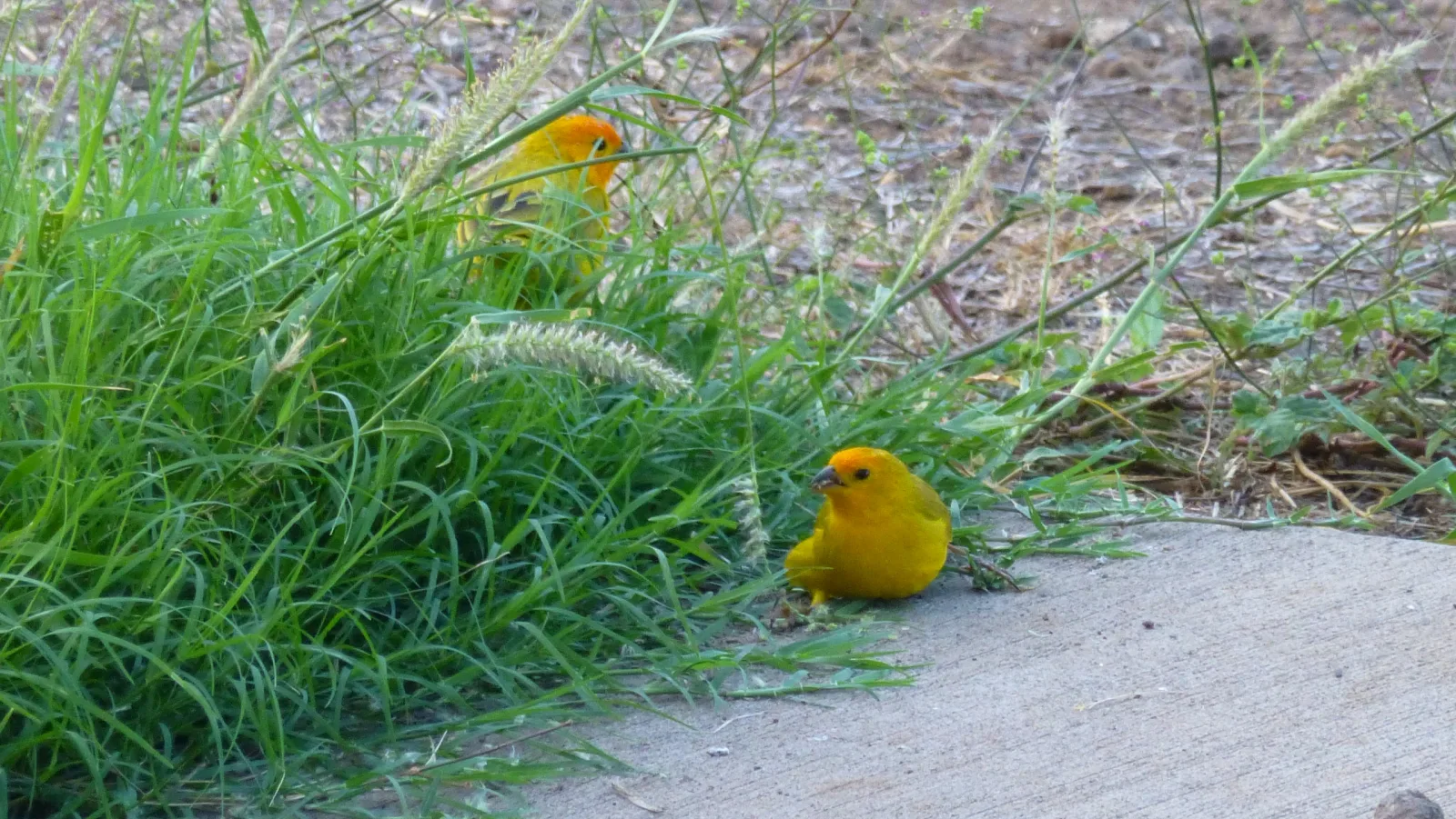 Hawaii – Zwei gelbe Vögel im Gras