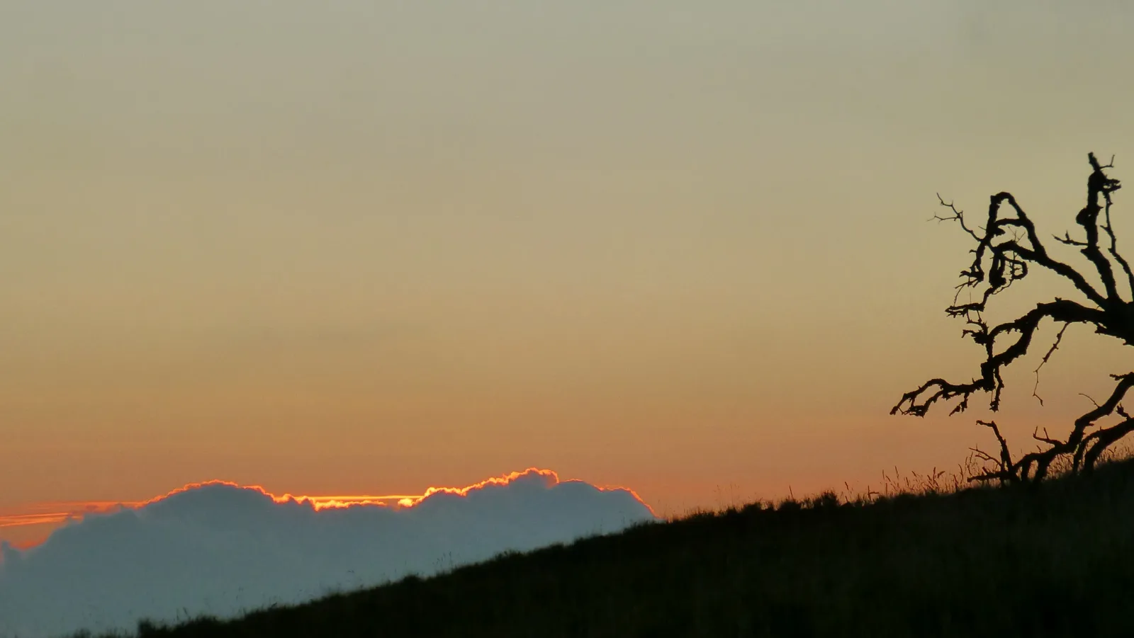 Hawaii – Sonnenuntergang mit totem Baum-Silhouette
