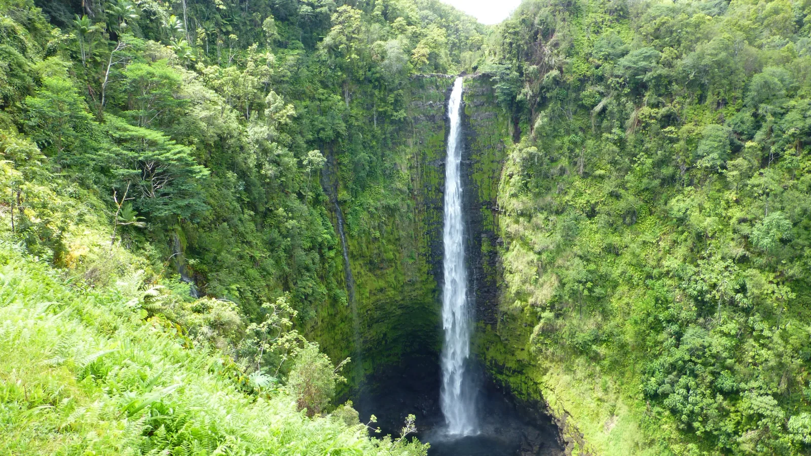Akaka Falls im Regenwald von Big Island