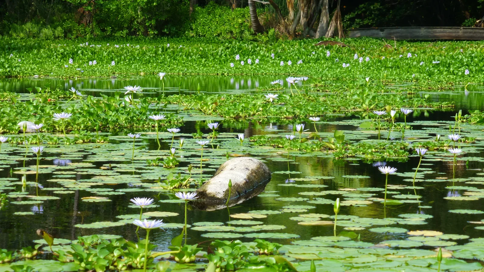 Hawaii – Seerosen und Wasserhyazinthen im Teich